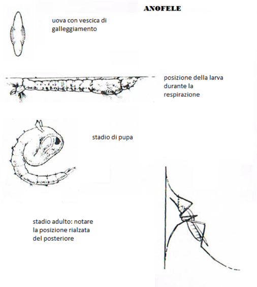 biodisinfestar-zanzare2